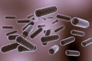 Salmonella bacterial infection (Image by Freepik on Freepik)